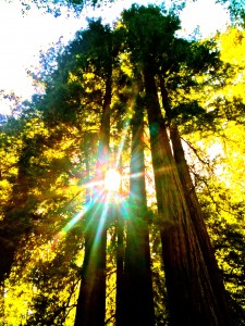Redwoods Speak to Me