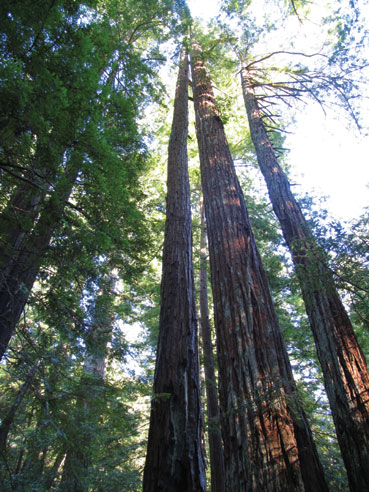 Redwood Tree Blessings